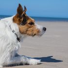 Hund am Strand