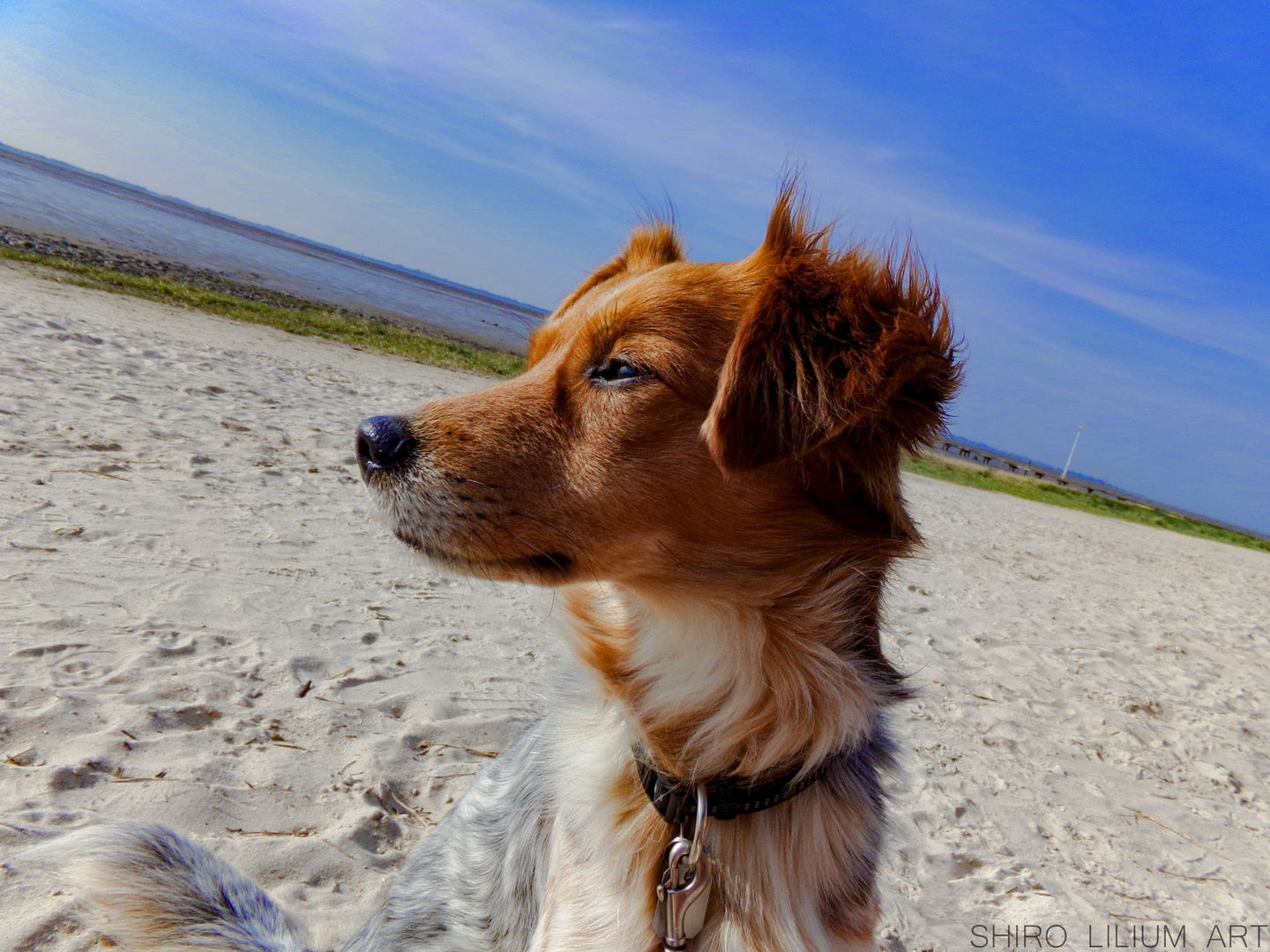 Hund am Strand