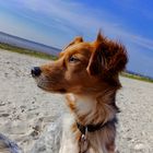 Hund am Strand