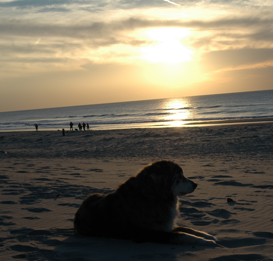 Hund am Strand !