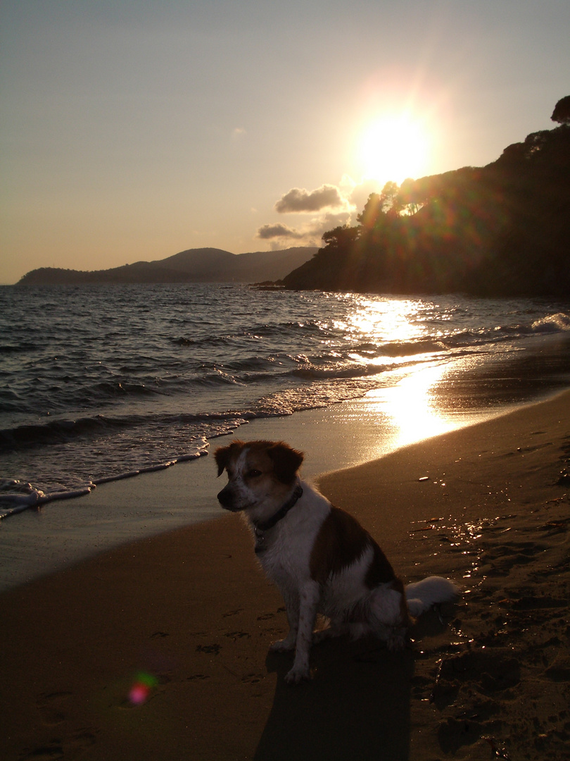 Hund am Strand