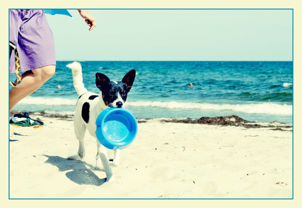 Hund am Strand