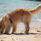 Hund am Strand