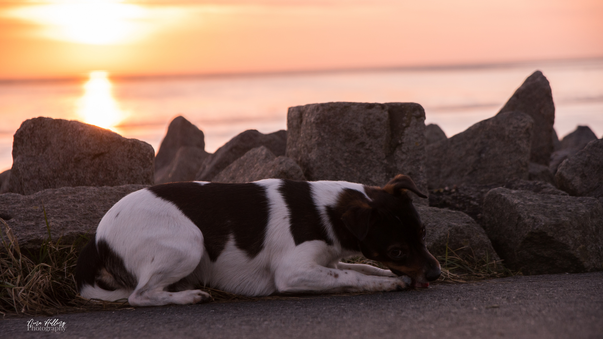 Hund am Strand bei Sonnenuntergang