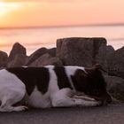 Hund am Strand bei Sonnenuntergang