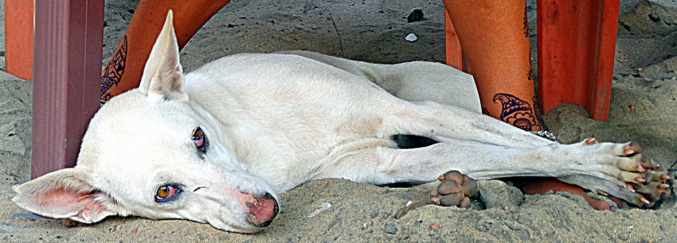 Hund am Strand