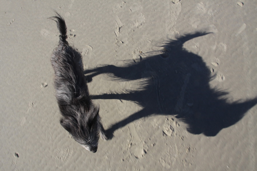 Hund am Strand