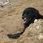 hund am strand...