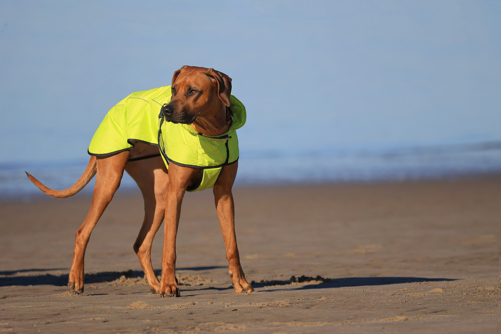 Hund am Strand