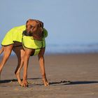 Hund am Strand