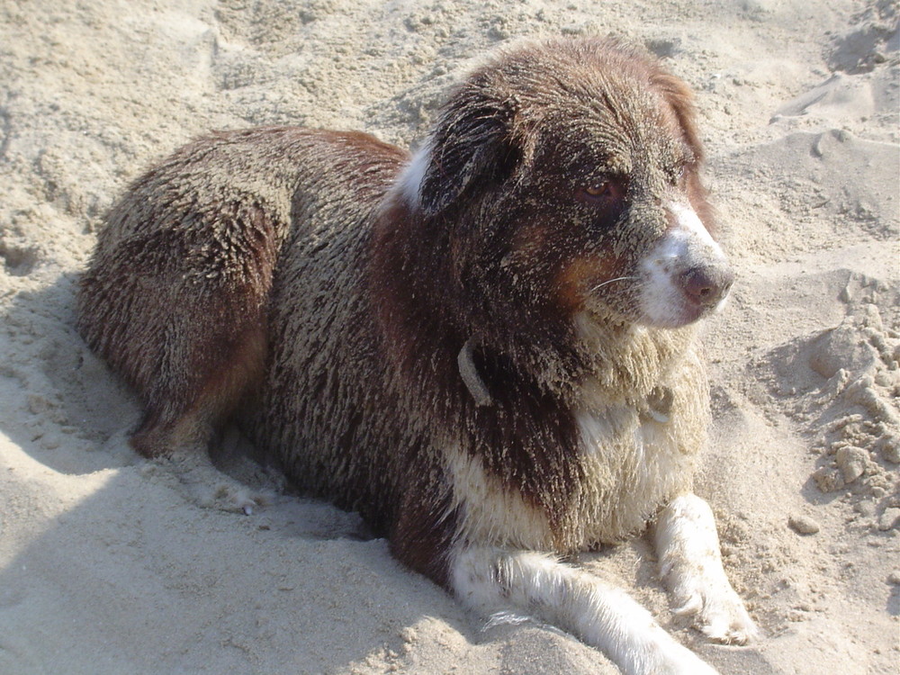 Hund am strand