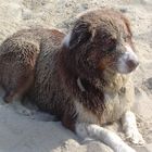 Hund am strand