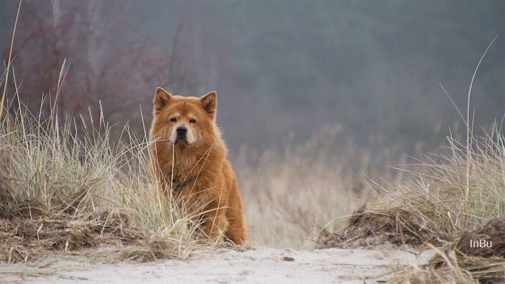 Hund am Strand