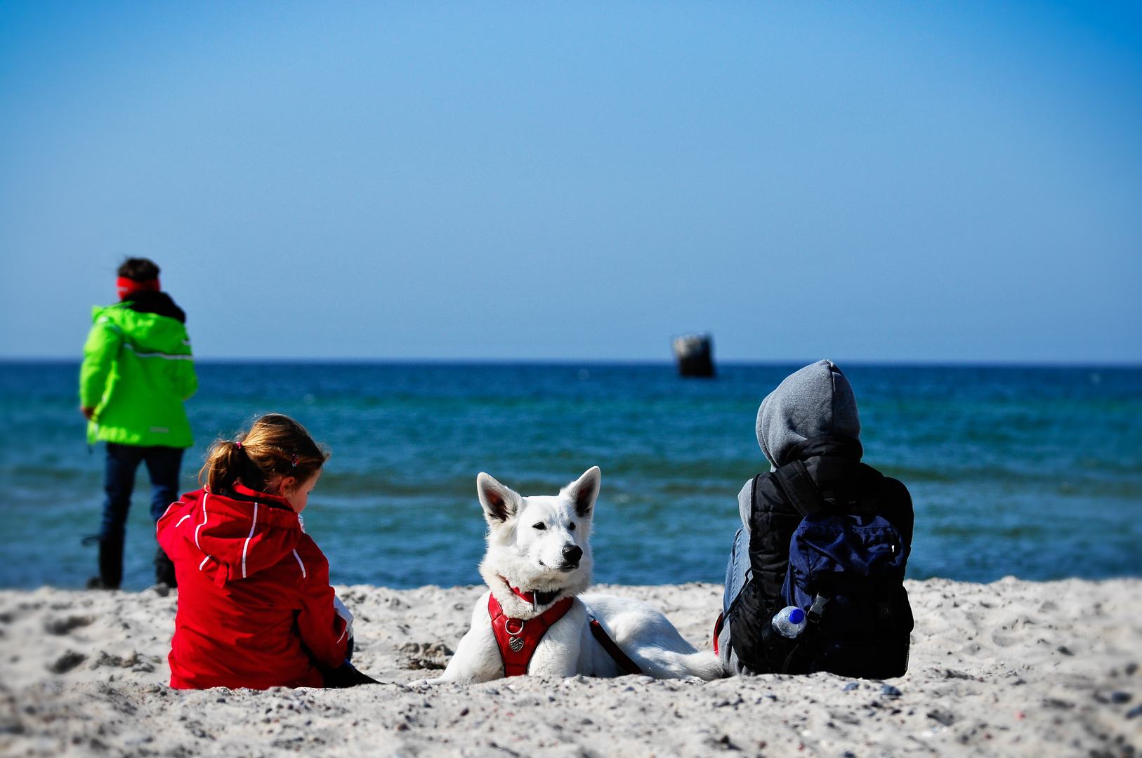 Hund am Strand