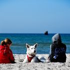 Hund am Strand