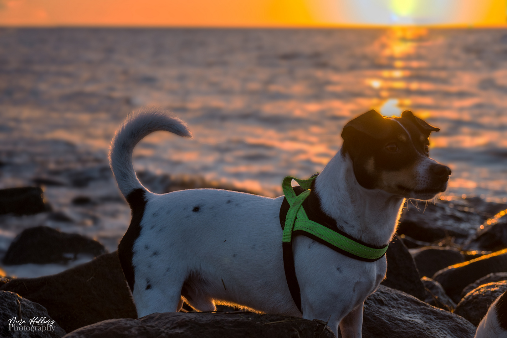 Hund am Strand, Sonnenuntergang