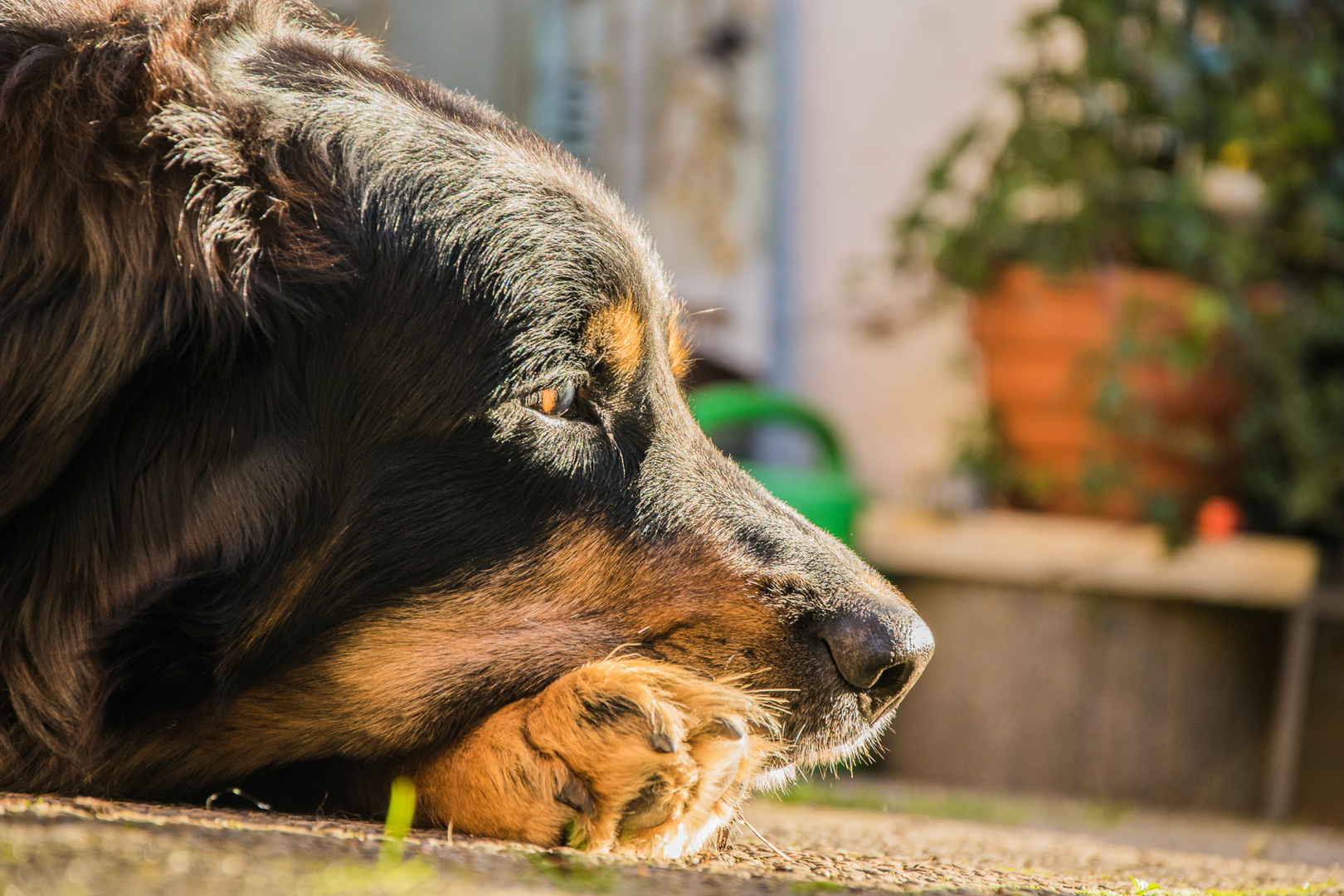 Hund am träumen