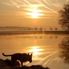 Hund am Wasser