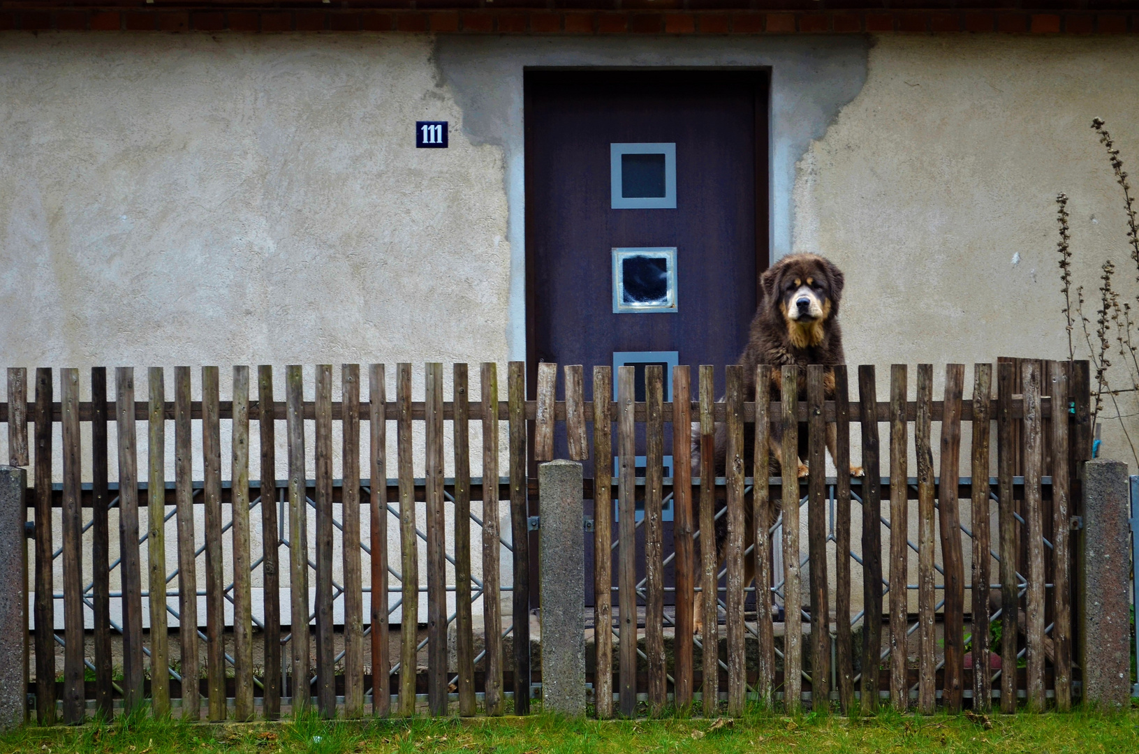 Hund am Zaun 