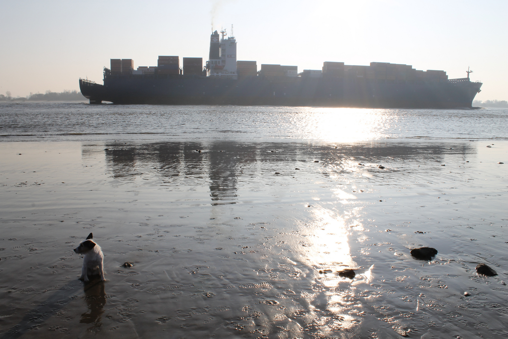 Hund an der Elbe