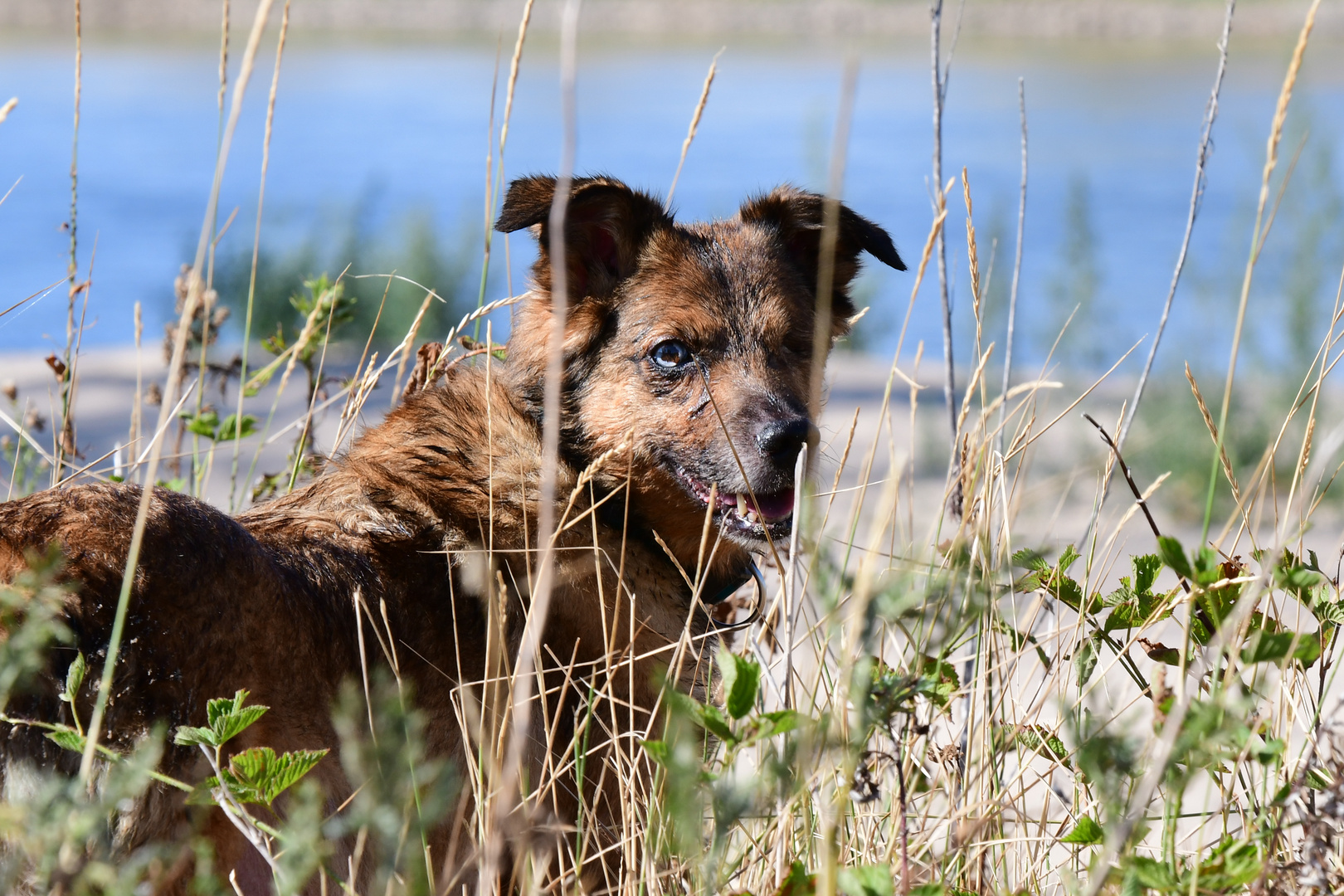 Hund an der Elbe