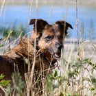 Hund an der Elbe