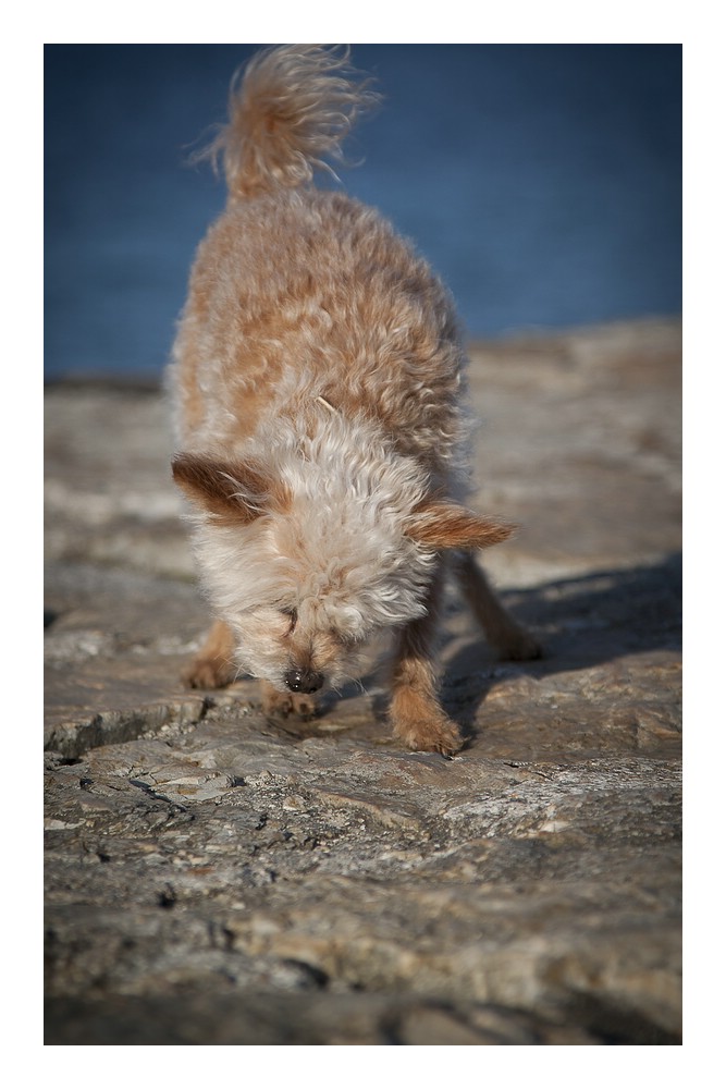 Hund an der Hafenmauer