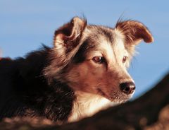 Hund an der Havel