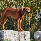 Hund an der Isar