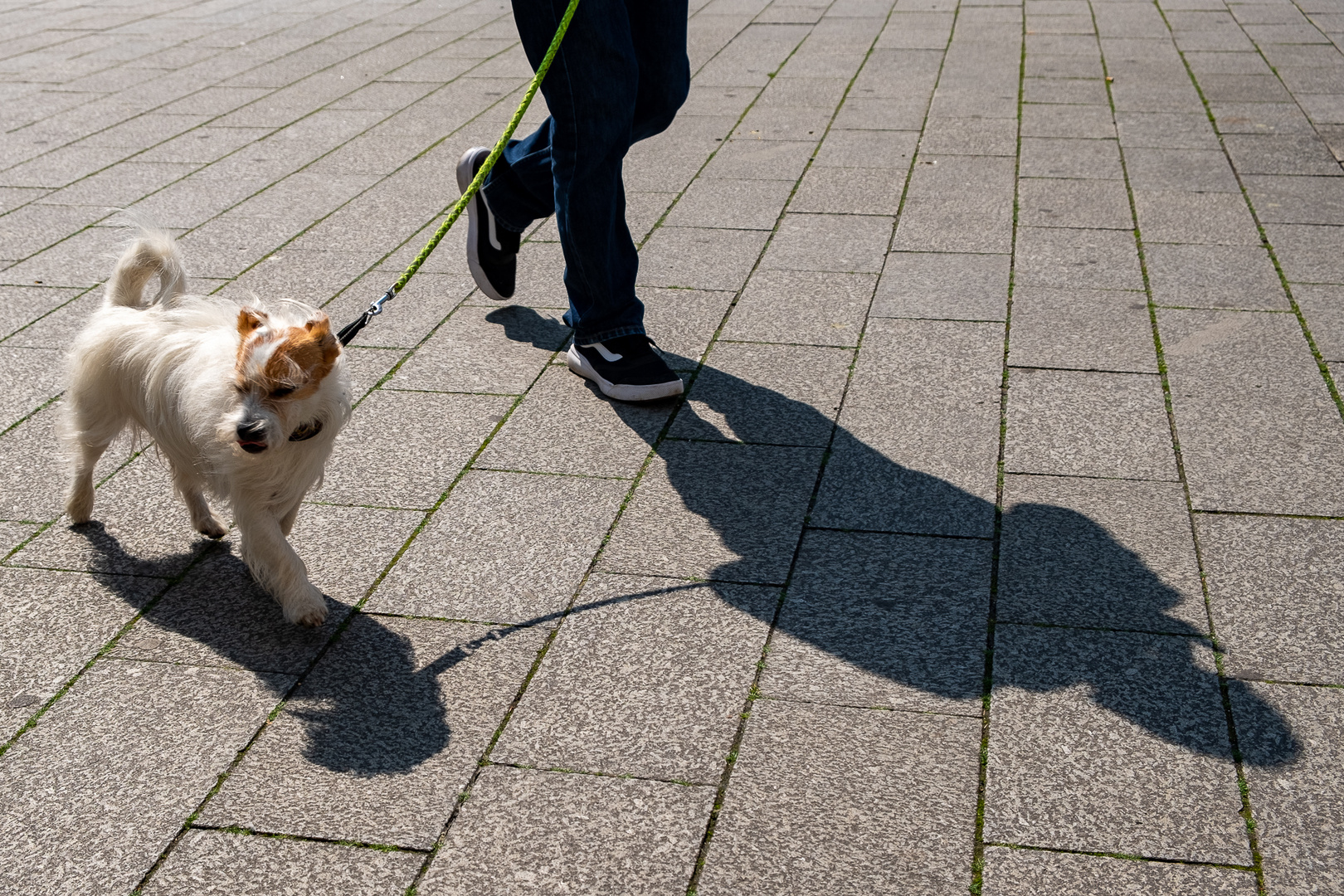 Hund an der Leine