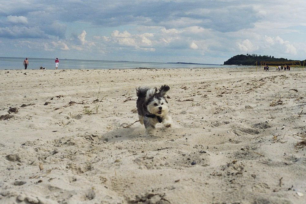 hund an der ostsee