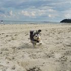 hund an der ostsee