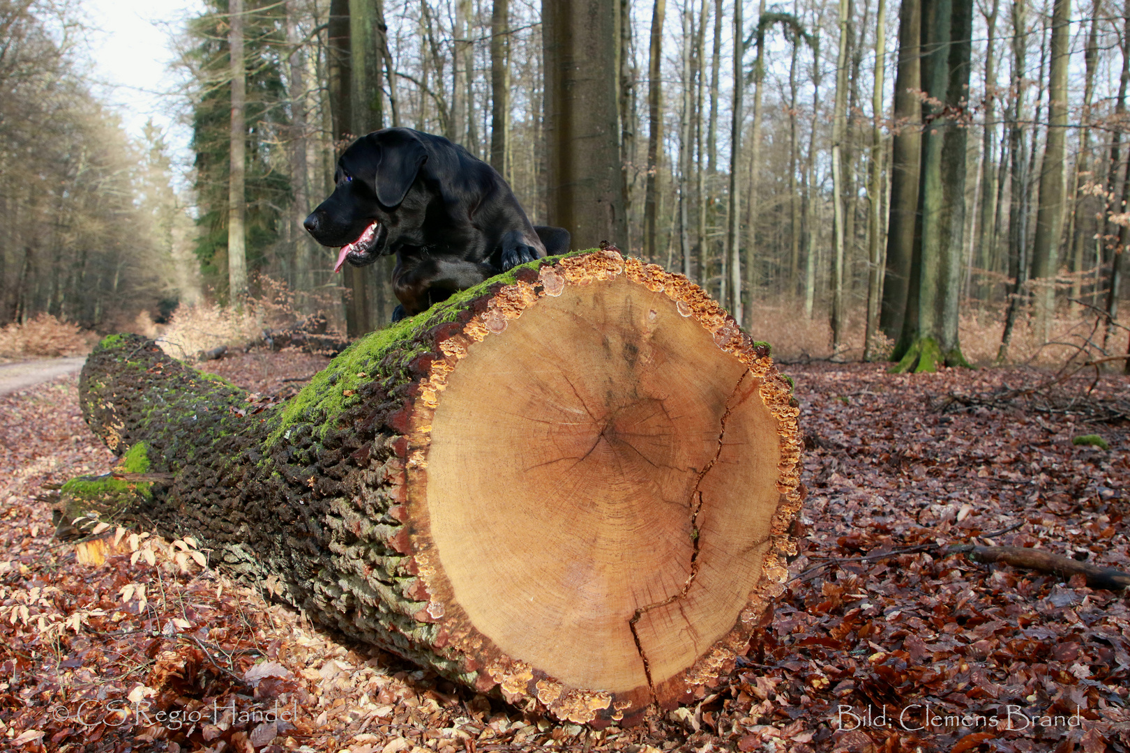 Hund an Eiche gereift. 