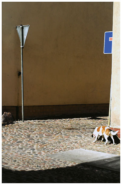 Hund an einer Ecke in Neuruppin im Ruppiner Land in Brandenburg bei Berlin.