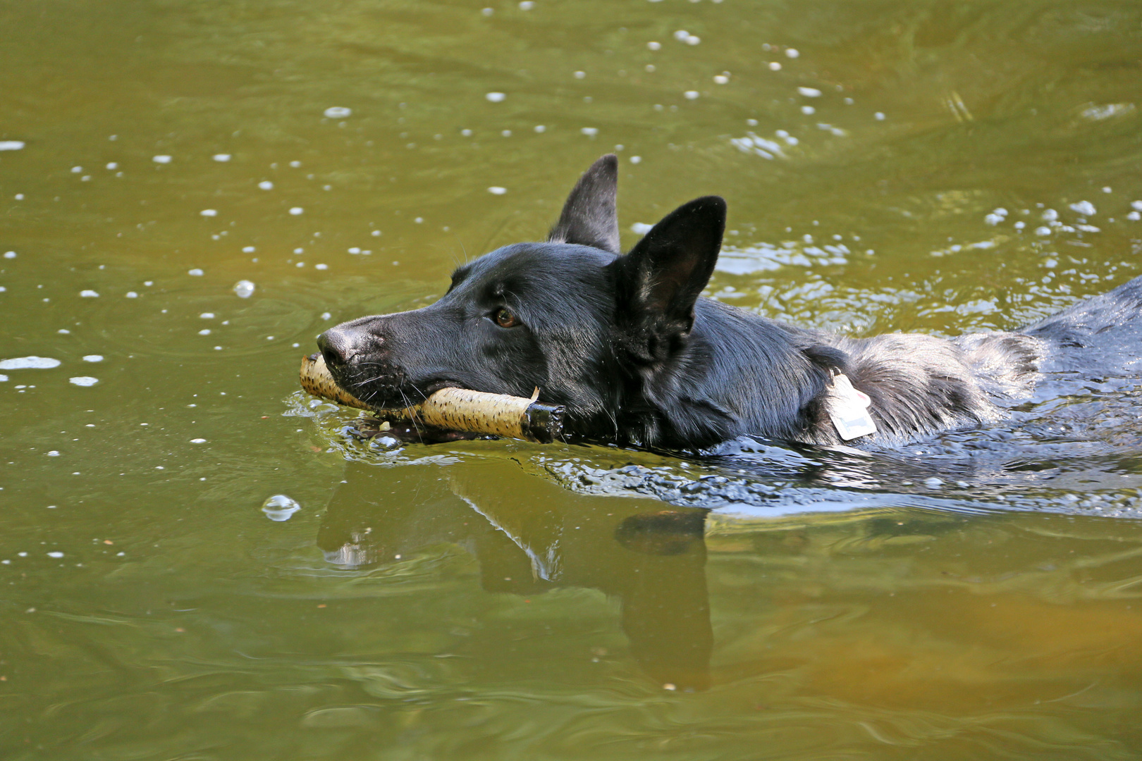 Hund -Apportieren-