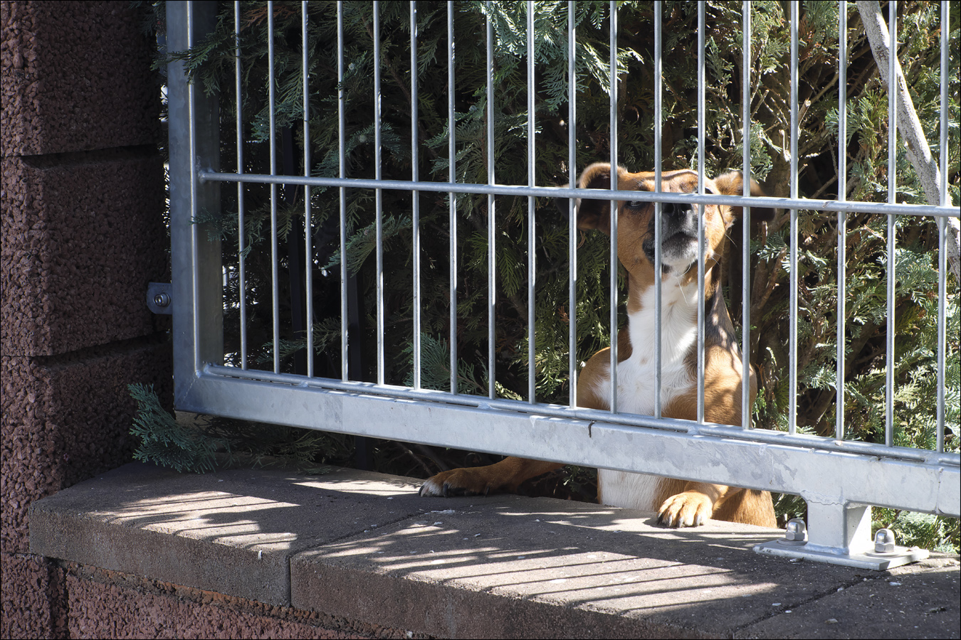 Hund auf Augenhöhe