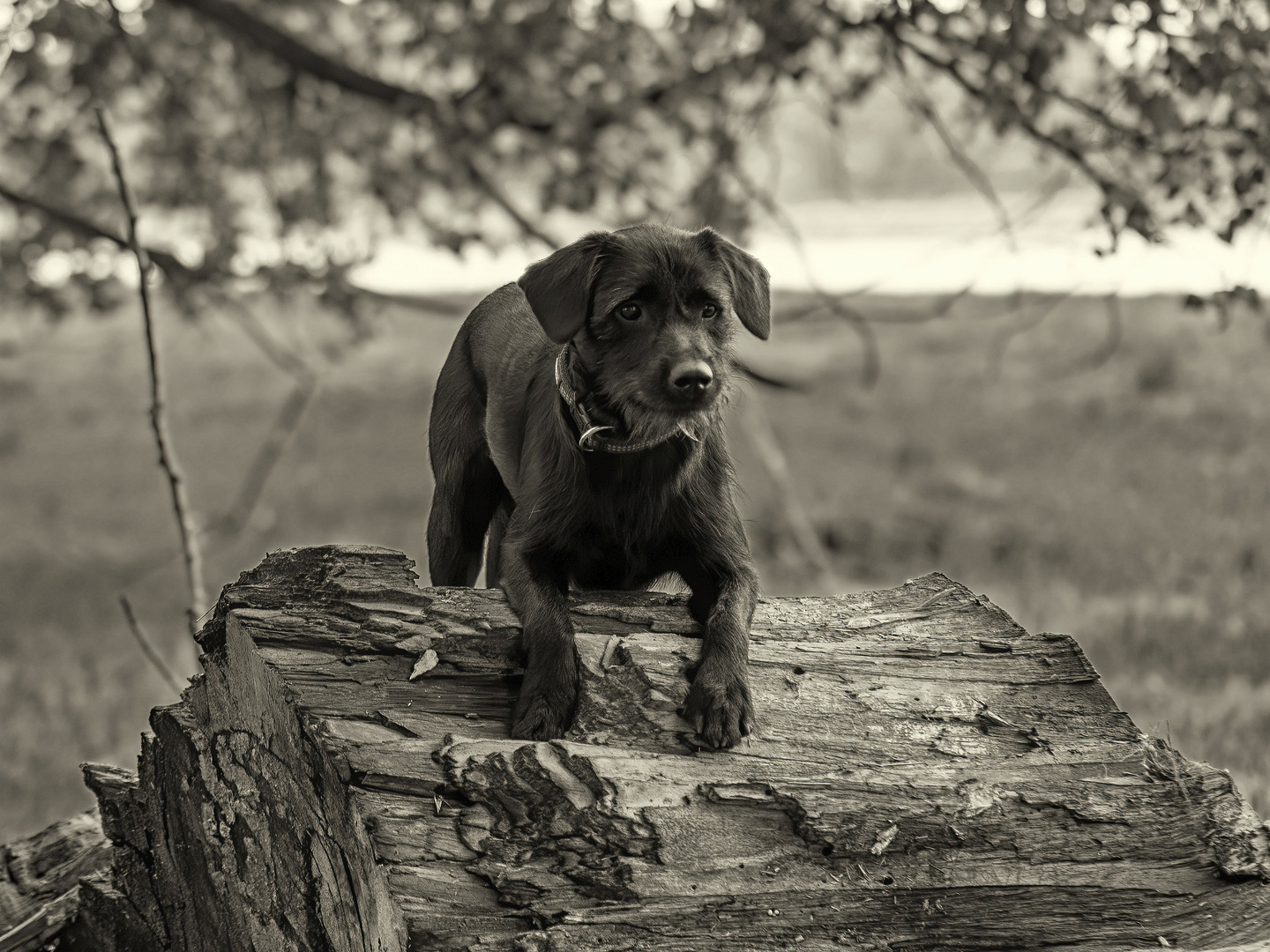 Hund auf Baumstamm