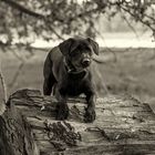 Hund auf Baumstamm