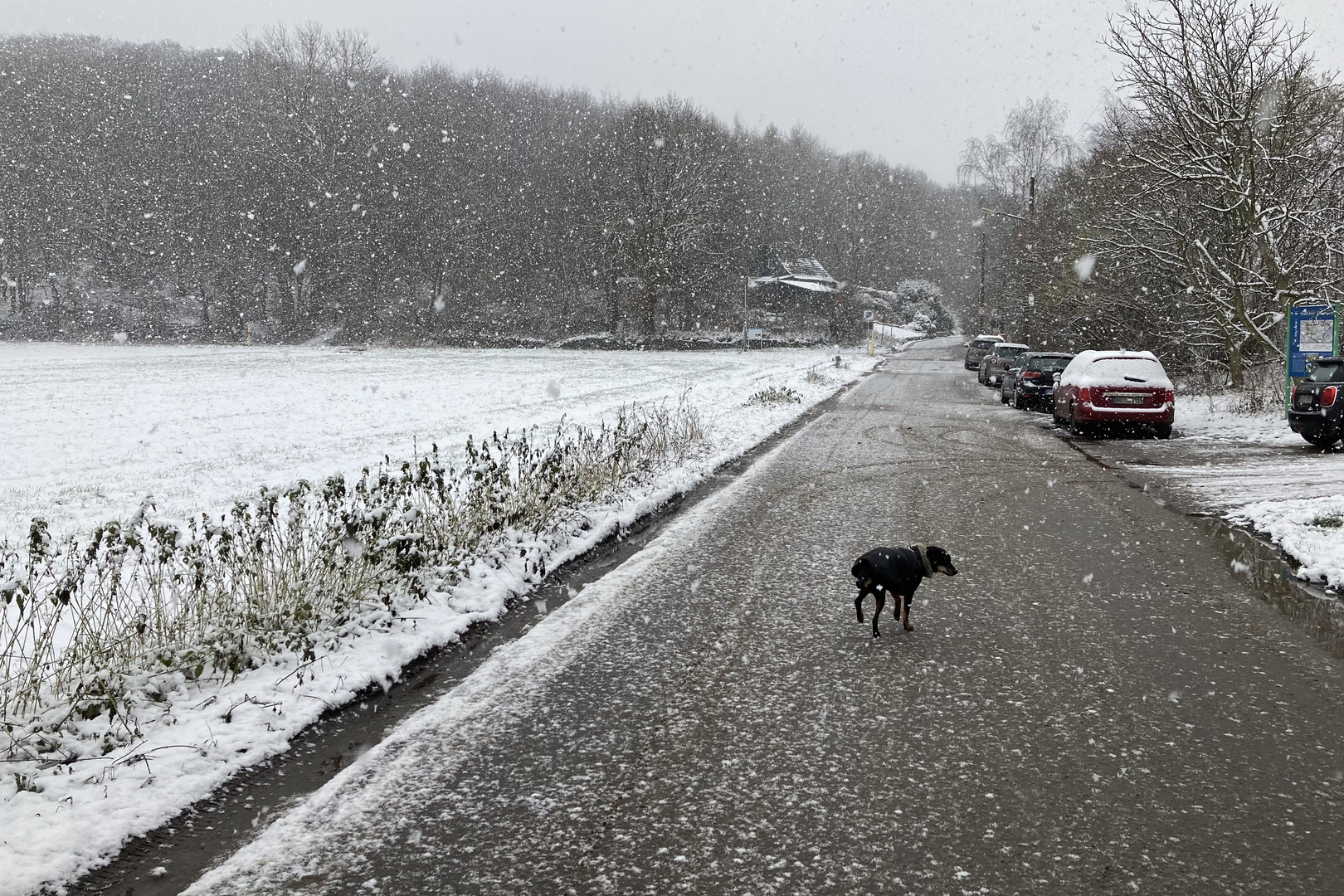 Hund auf Blankensteiner Straße