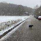 Hund auf Blankensteiner Straße