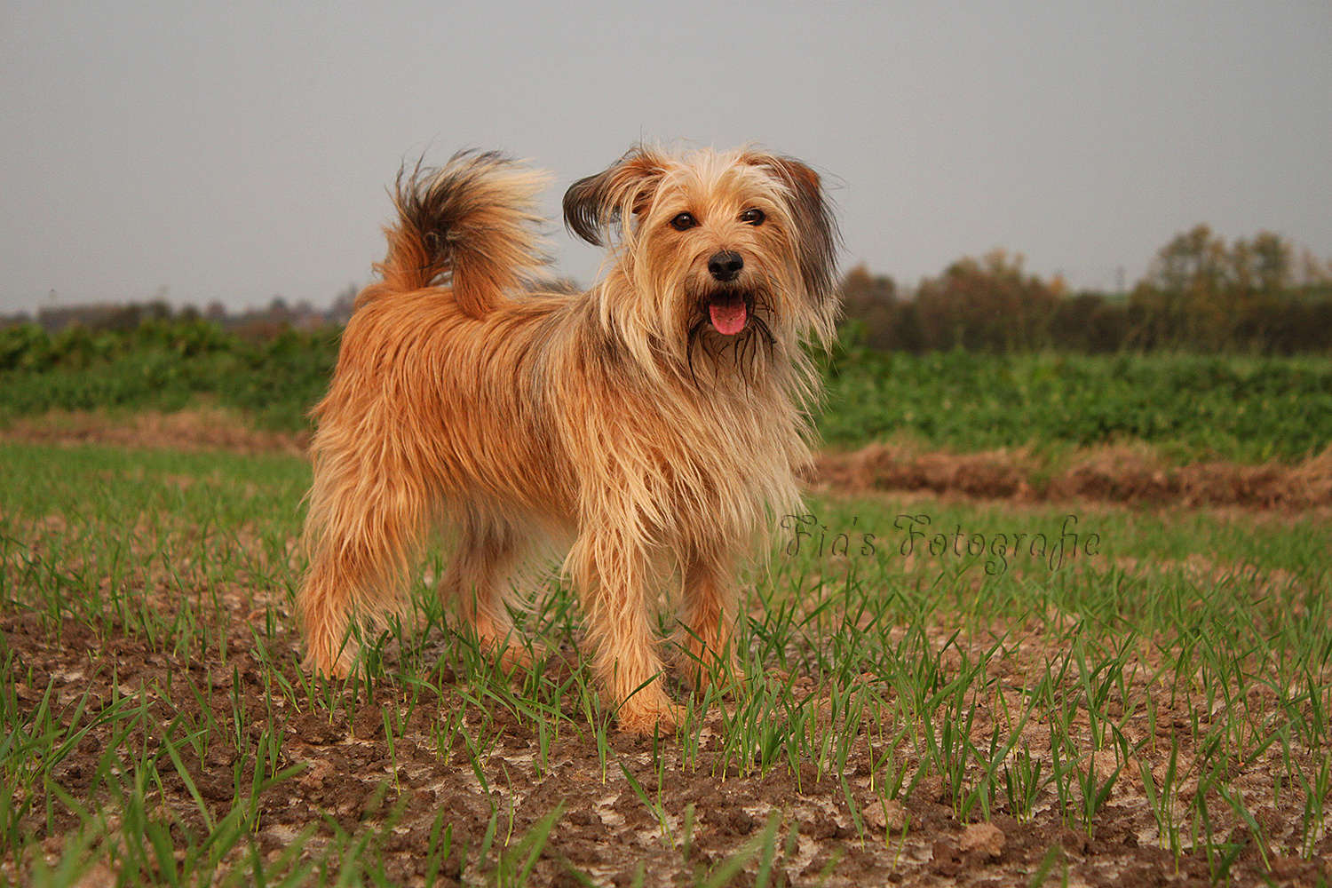 Hund auf dem Acker