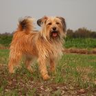 Hund auf dem Acker