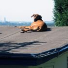 Hund auf dem heißen (Blech-) dach