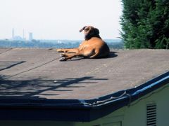 Hund auf dem heißen (Blech-) dach