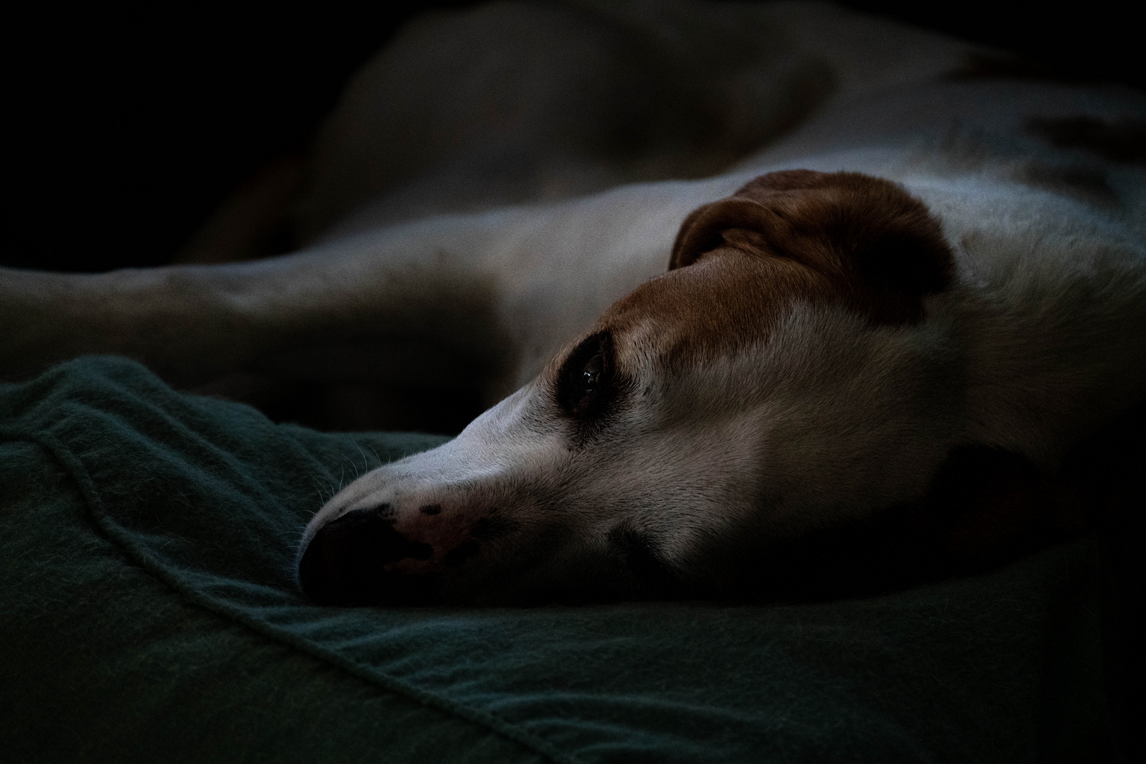 Hund auf dem Lieblingsplatz