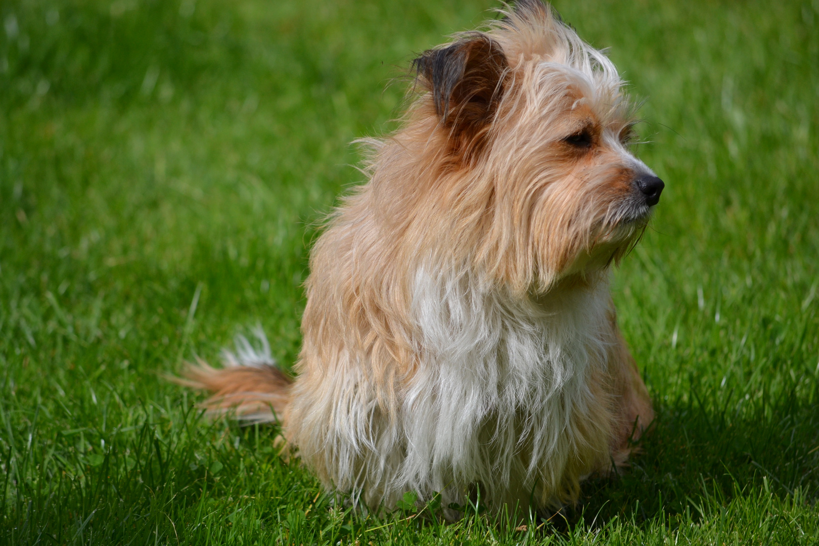 Hund auf dem Rasen