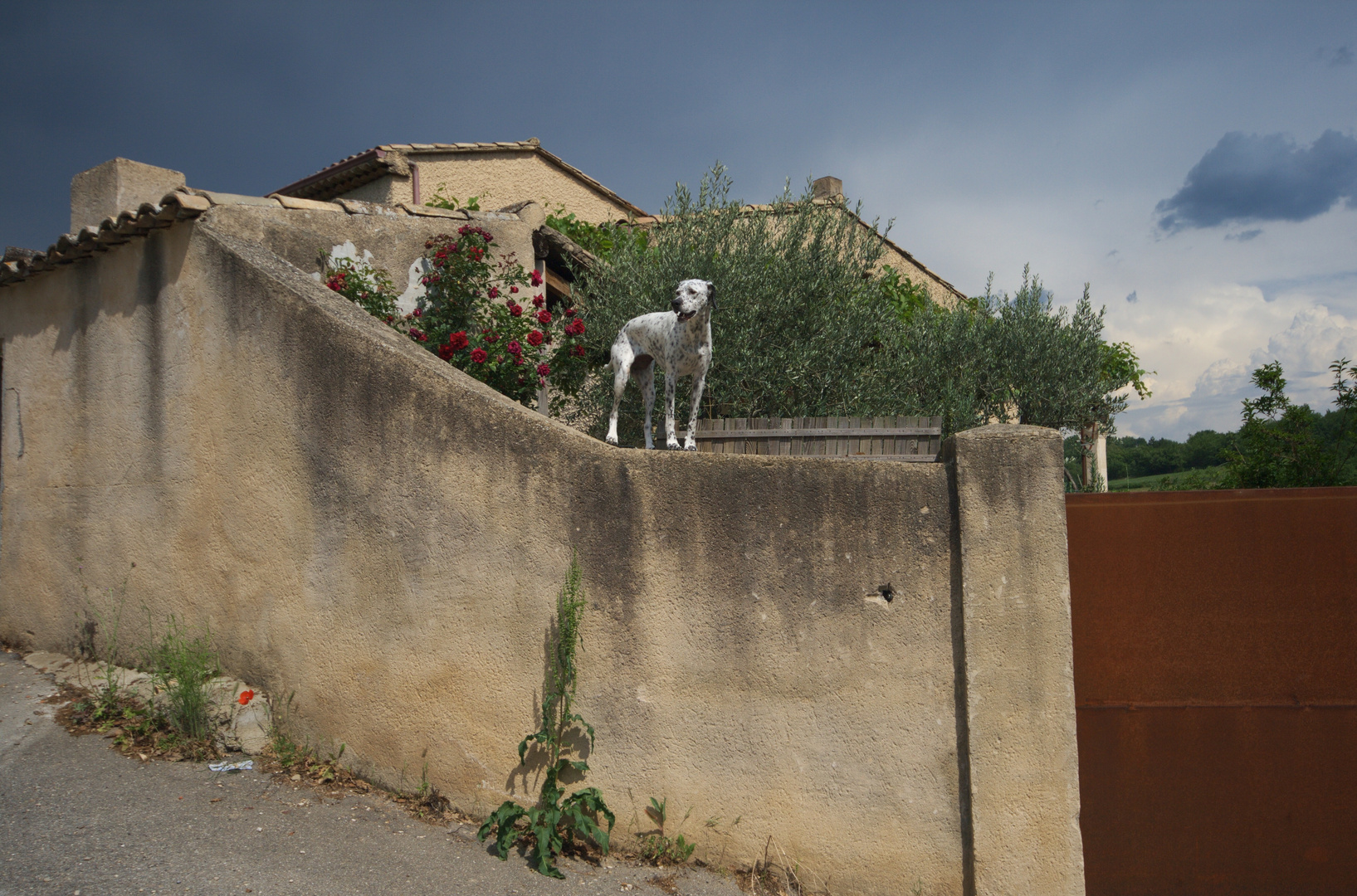 Hund auf der Mauer macht seinen Job (Provence)
