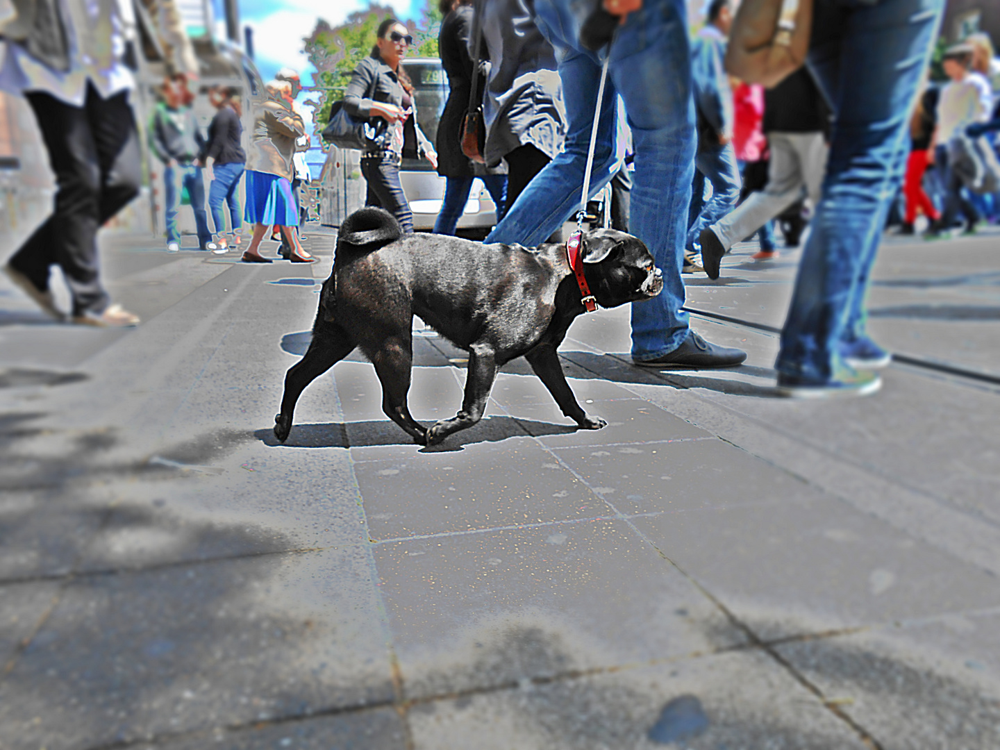 Hund auf der Straße