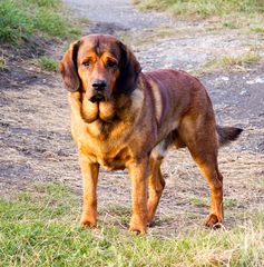 Hund auf der Wiese