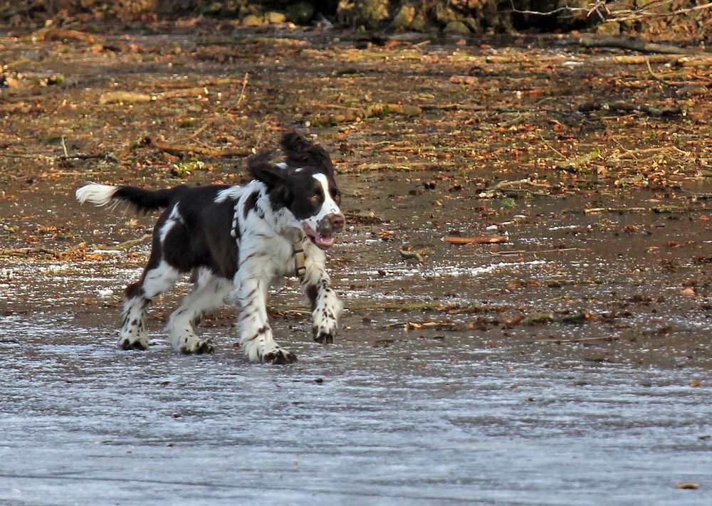 Hund auf Eis 2 Foto & Bild winter, hunde, hund Bilder auf